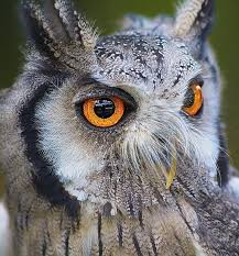 Pin On Beecroft Birds Exotics Veterinary Clinic