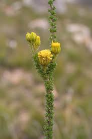 Image result for Pteronia acuminata