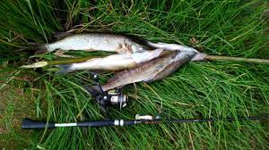 Как проходит сезонная рыбалка на вилейском водохранилище? Rybalka Na Vilejskom Vodohranilishe True Fishing