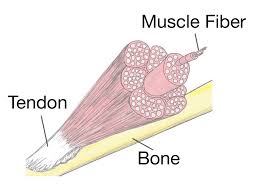 The muscle passes through the axilla, and attaches the medial side of the humeral shaft, at the level of the deltoid tubercle. Diagram Arm Tendons Diagram Full Version Hd Quality Tendons Diagram Psychediagramme Festivalillica It