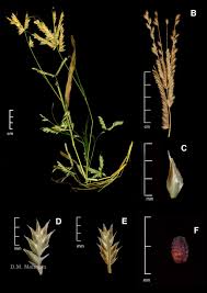 Image result for Acrachne