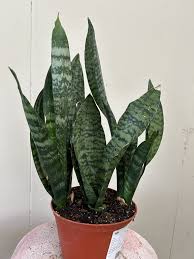 Image result for Sansevieria
