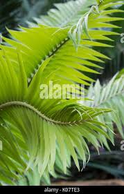 Image result for Cyathula natalensis