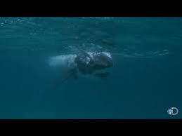 Baby great white shark 3,768 coins dangerous to hold, this belongs somewhere in a tank. Baby Great White Sharks Great White Matrix Youtube