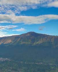 Image result for Vandenboschia gigantea