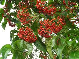 Image result for Rauvolfia vomitoria