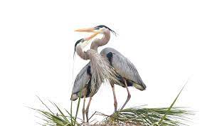 Bird czapla dippen greyheron heron ink ptak. Great Blue Heron Audubon Field Guide