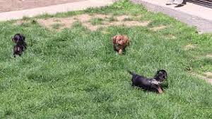 Adorable 3/4 dachshund 1/4 jack russell. Dachshund Puppies For Sale In Springfield Illinois Akc Dachshund Puppies For Sale In Springfield Missouri Classified Americanlisted Com Jennifer Wojciechowski On Brindle Pug Puppies For Sale Rfhyfr