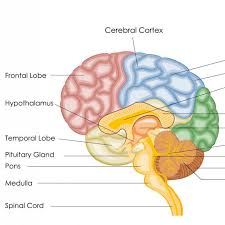 Image result for Pons