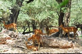 Chidiya Ghar National Zoological Park In Delhi My India National zoological park ticket price, hours, address and reviews. chidiya ghar national zoological park