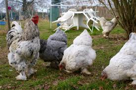 Les Brahma Splash Du Parquet 2 Annonces animaux de la ferme. les brahma splash du parquet 2