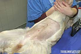 Bei einer kastration werden die keimdrüsen operativ entfernt, beim. Endoskopische Kastration Bei Der Hundin Tierklinik Sattledt