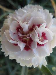 Pin On Pretty Flowers