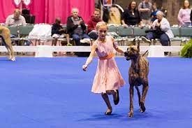 Trainpetdog.com has been visited by 10k+ users in the past month Great Danes 8 Fun Facts About These Graceful Gentle Giant Dogs