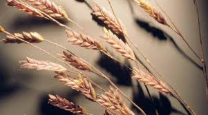 Image result for Eragrostis exasperata