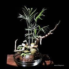 Kusamono Or Wabi Kusa Chamaedorea Elegans Fittonia Sp Selaginella Martensii Moss Coconut Shell Coconut Shell Plants Moss