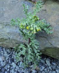 Image result for Senecio latifolius