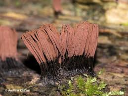 Image result for Stemonitis splendens