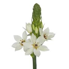 Image result for Ornithogalum