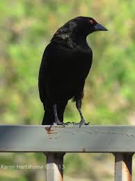 Yellow Birds Of Southern Arizona Bronze Headed Cowbird With Red Eyes In Tucson Arizona Tucson Arizona Red Eyes Arizona