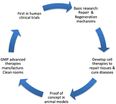 We did not find results for: Spanish Cell Therapy Network Tercel 15 Years Of Successful Collaborative Translational Research Cytotherapy