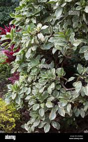 Image result for Solandra maxima