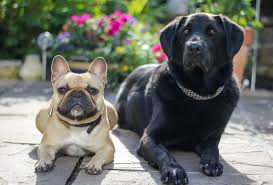 Сухой корм royal canin french bulldog 30 для щенков. Frenchie Labrador French Bulldog Lab Mix Info Pictures Facts