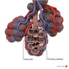 The neurons that control sleep interact strongly with the immune system. Which Four Body Systems Interact To Allow A Person To Sneeze Rhinitis Ear Nose And Throat Disorders Merck Manuals Consumer Version Hinge Joints Allow Flexion And Extension Only Bertie Mischke