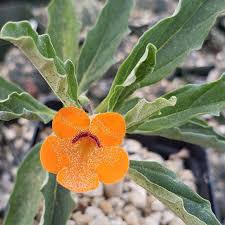 Image result for Pterodiscus aurantiacus