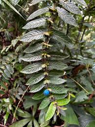 Image result for Lasianthus