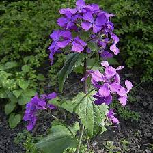 Money Plant Money Plant Money Plant Plants Unusual Plants