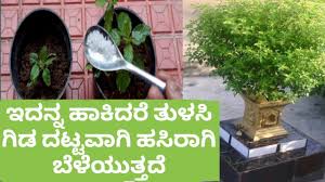 amazing you can know your future based on holy basil color benefits of tulsi plant vtube telugu by vtube telugu official benefits of tulsi plant