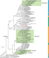 Image result for Coptosperma zygoon