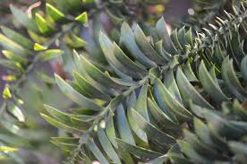 Image result for Araucaria bidwillii