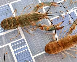 Panduan budidaya lobster air tawar untuk pemula. Udang Kara Peluang Niaga Menguntungkan Untuk Belia Malaysia Aktif