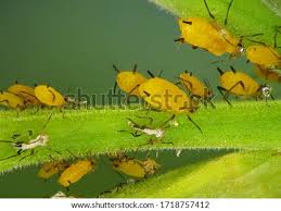 Banana bunchy top virus (bbtv) is transmitted persistently by the banana aphid, pentalonia nigronervosa coquerel. Shutterstock Puzzlepix