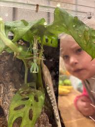 I recently got a dead leaf mantis, when I got her apparently the last time  she was fed she refused it, that was the 30th December, should I be  worried? I've tried