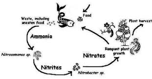 The Nitrogen Cycle In Aquaponic Systems Cacchione 2007 Download Scientific Diagram