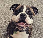 Your pet must be 16 weeks old if traveling to the u.s. Pet Travel News Air Animal Pet Movers
