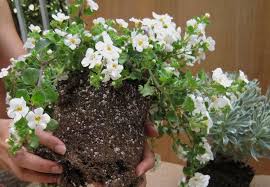 Image result for foto bacopa