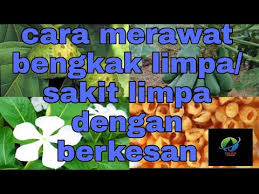 Dengan cara yang paling alami, tradisional, tanpa efek samping, obat kimia atau operasi plastik, dan yang terpenting murah meriah. Petua Cara Merawat Sakit Limpa Bengkak Limpa Youtube