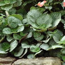 Image result for Plectranthus elegans