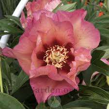 We did not find results for: Intersectional Peony Paeonia Takara In The Peonies Database Garden Org