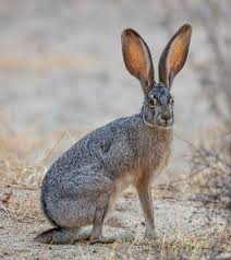 Black Tailed Jackrabbit A Beautiful Black Tailed Jackrabbit Lepus Californicus Spon Tailed Black Lepus Jackrabbi Jack Rabbit Animals Images Animals