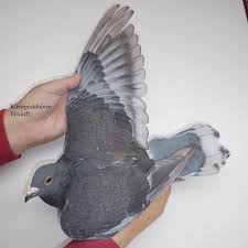 Pigeon Pigeons Racingpigeons Racingpigeon Pigeonsofinstagram Pigeonracing Guvercin Tauben Bird Bir Pigeon Pictures Racing Pigeons Homing Pigeons