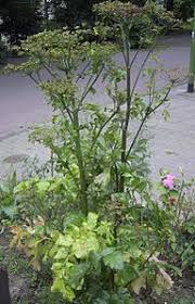 Pastinaca di prato, pastinaca sativa pratensis, cresce spontanea nei prati, sulle graminacee e sui pendii asciutti, è solitamente biennale e la sua radice è più sottile. Pastinaca Sativa Wikipedia
