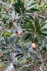 Image result for Antrocaryon