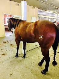 How big should freeze brands be for cattle? 13 Freeze Branding Ideas Horse Brand Branding Horses