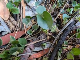 Image result for Dichondra micrantha