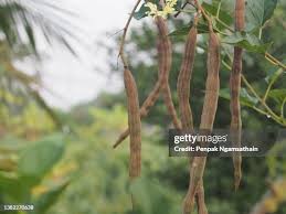 Image result for Moringaceae